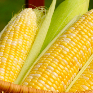 Sweet corn