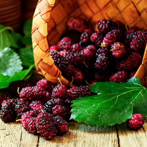 Mulberry