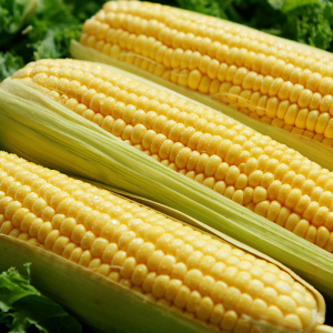 Sweet corn