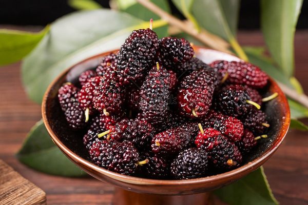 mulberry